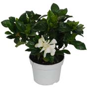 Gardenia jasminoides, Jasmim-do-Cabo